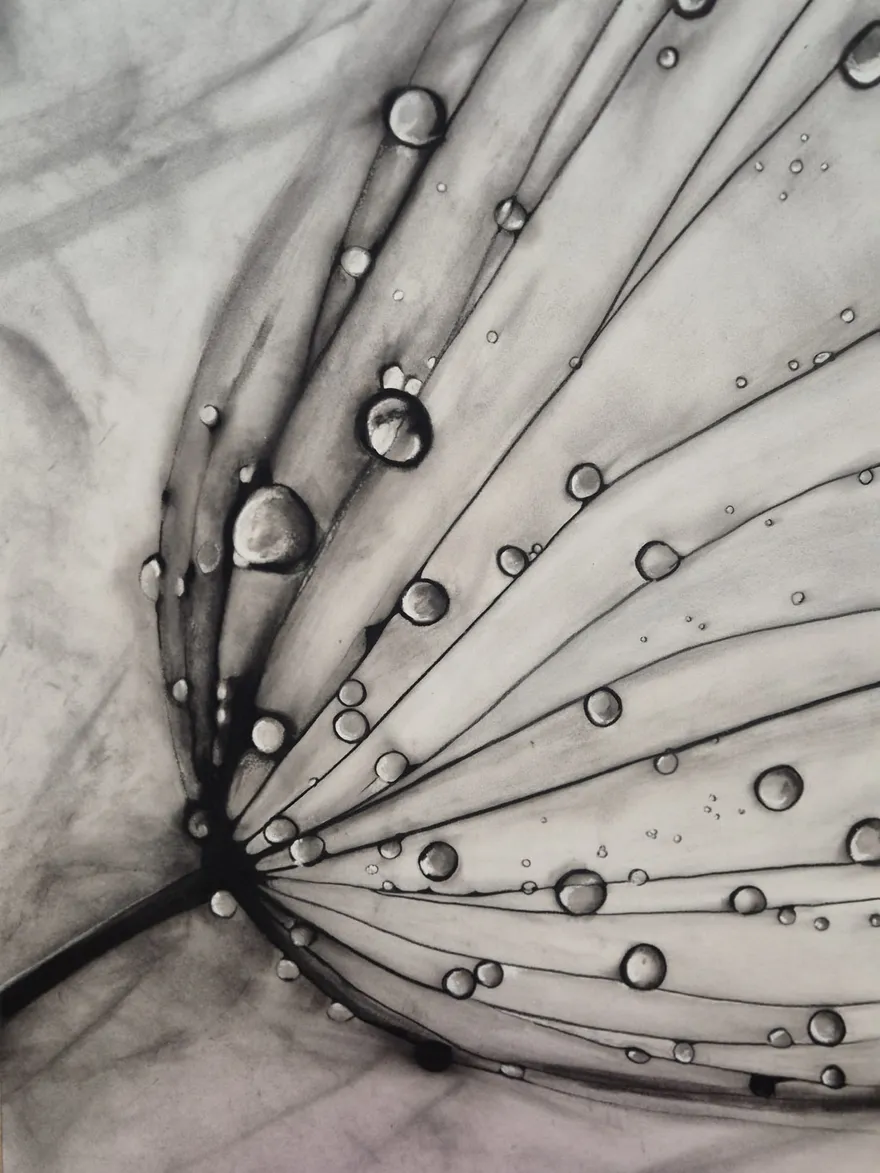 Dew Lines — charcoal drawing of dandelion seeds with water droplets by Dirk Van Spitaels
