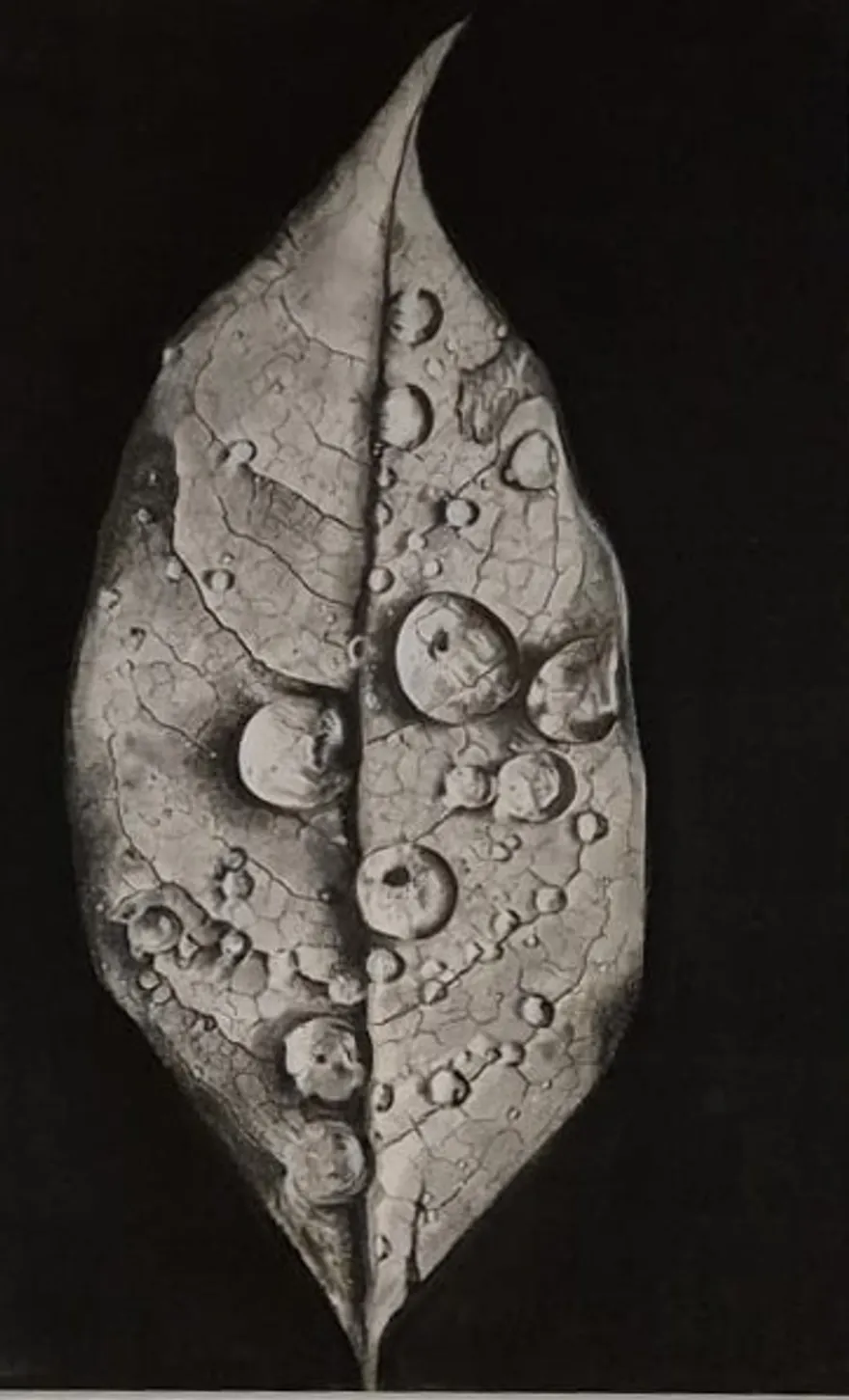 No, Not a Photo — hyperrealistic charcoal drawing of water droplets on a leaf by Dirk Van Spitaels