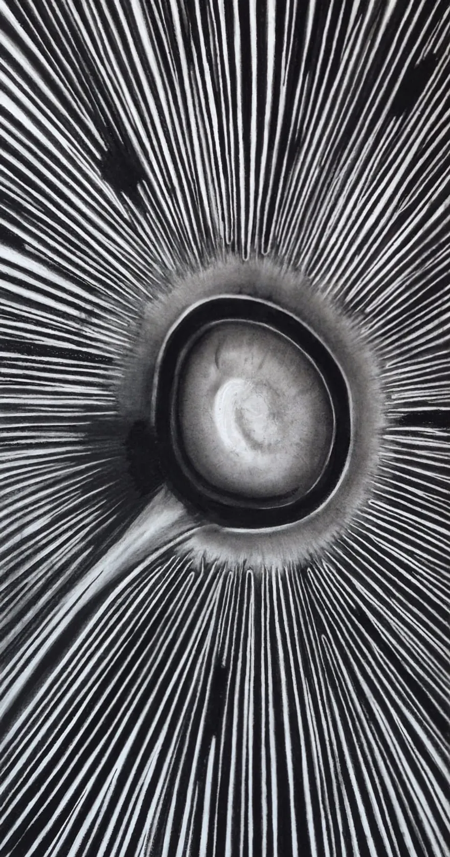 Radiance — charcoal drawing of a seed pod with radiating lines by Dirk Van Spitaels