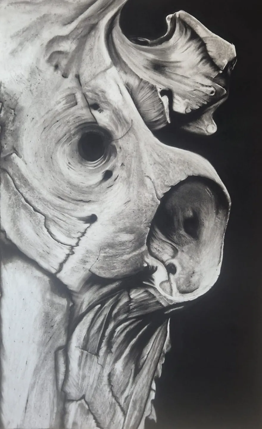 Fragment I — charcoal close-up of an animal skull by Dirk Van Spitaels